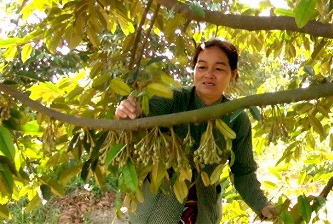 Sầu riêng có nguy cơ dội chợ 